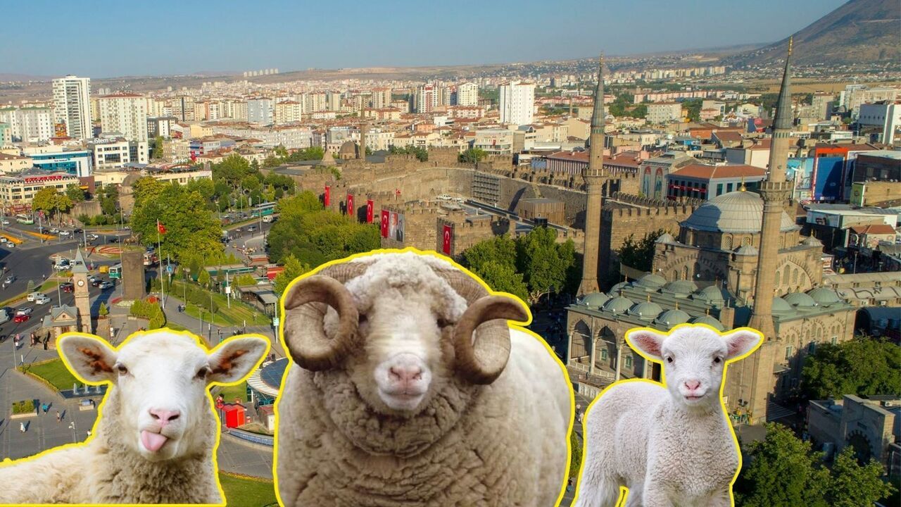 Koyun Gğüzellik Yarışması (3)