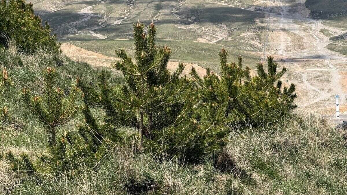 Erciyes’te Sayıları Milyonları Aştı! Rengi Bundan Sonra Çok Farklı Olacak (1)