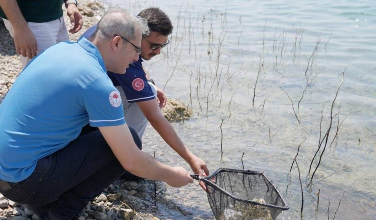 Milyonlarca Yavru Sazan, Aralarında Kayseri’nin De Bulunduğu 12 Ildeki Göl Ve Göletlere Bırakıldı. (3)