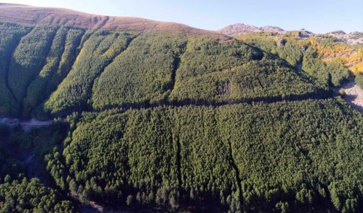 Erciyes Kavak Ormanı (2)