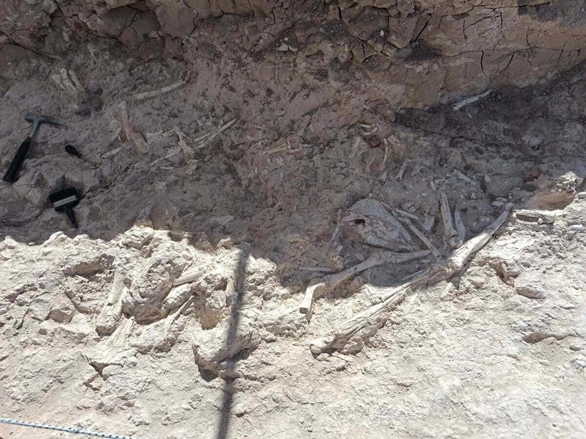 fosil kalıntılar