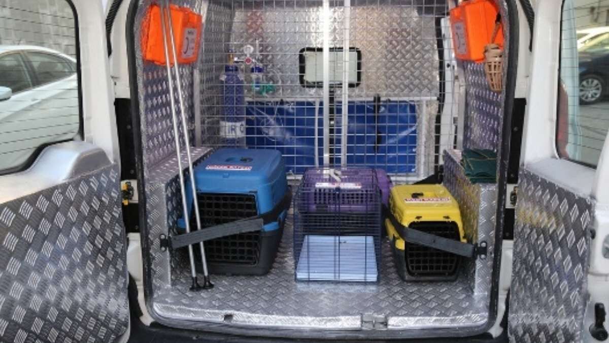 Kucuk Dostlar Kedi Kasabasi Kocasinan 2
