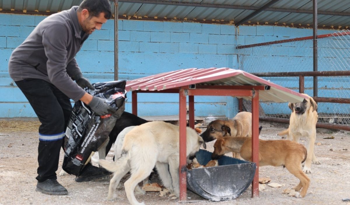 Bünyan Köpek Barınağı (2)