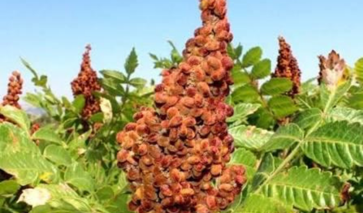 Selahattin Karakoç Bi̇tki̇ (1)