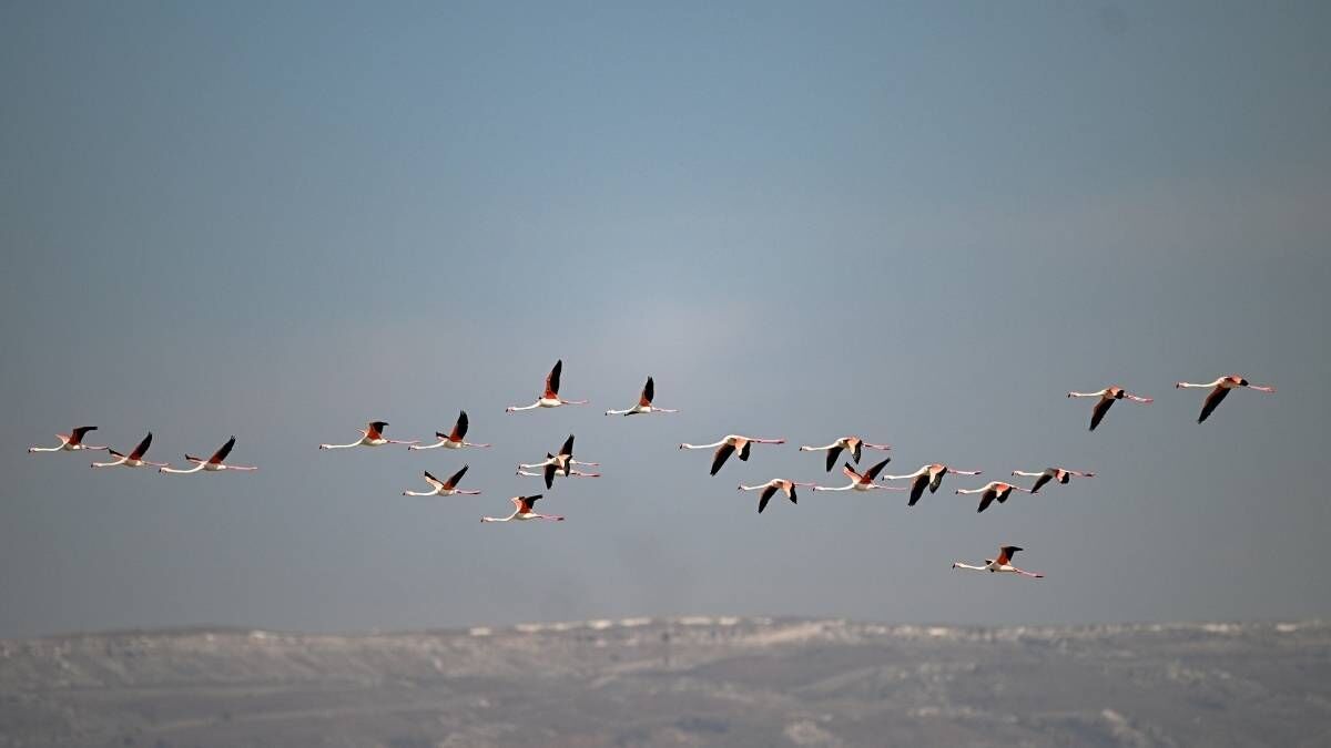 Kayseri Sarıoğlan Flamingo (5)