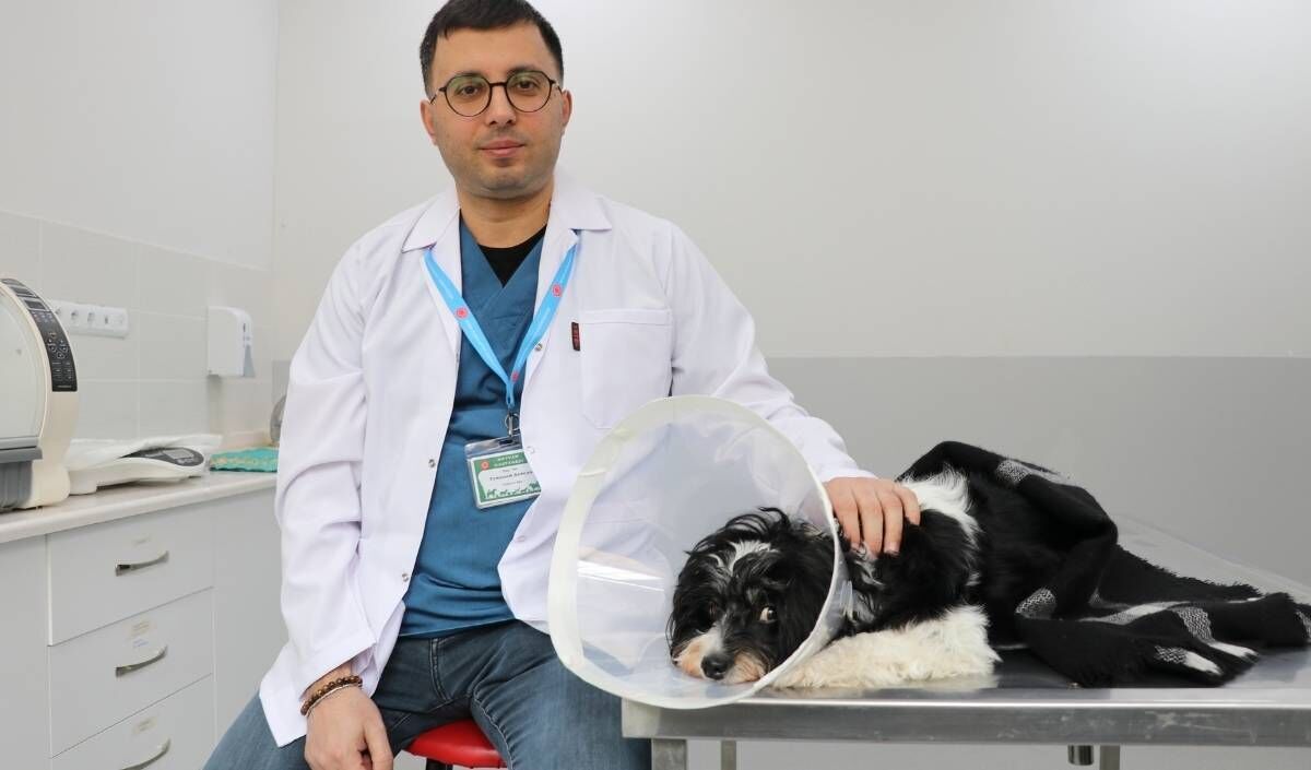 Tarçın Isimli Köpek 140 Taş Çıktı (2)